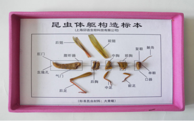 教學(xué)標(biāo)本工廠走進(jìn)課堂 從靜態(tài)展覽到動態(tài)教育服務(wù)